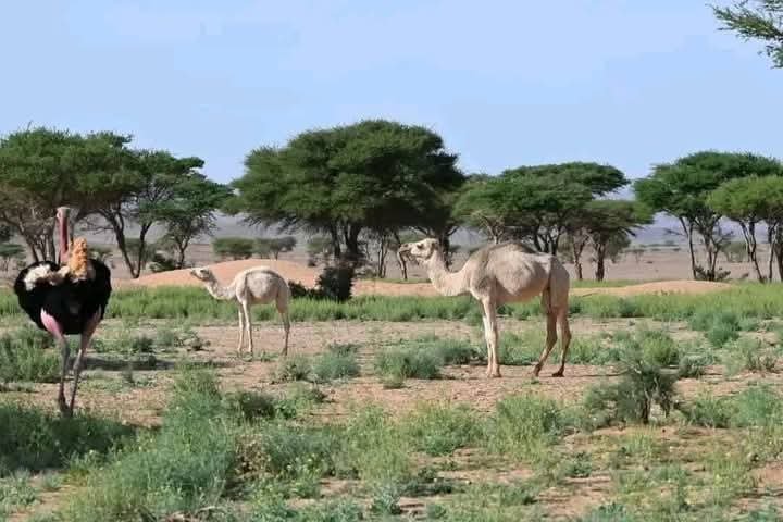 Wild Desert Safari Morocco