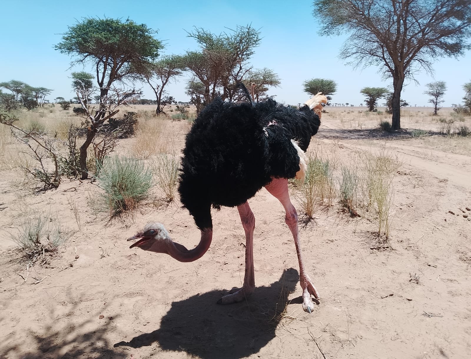Zagora Desert Camp Experience