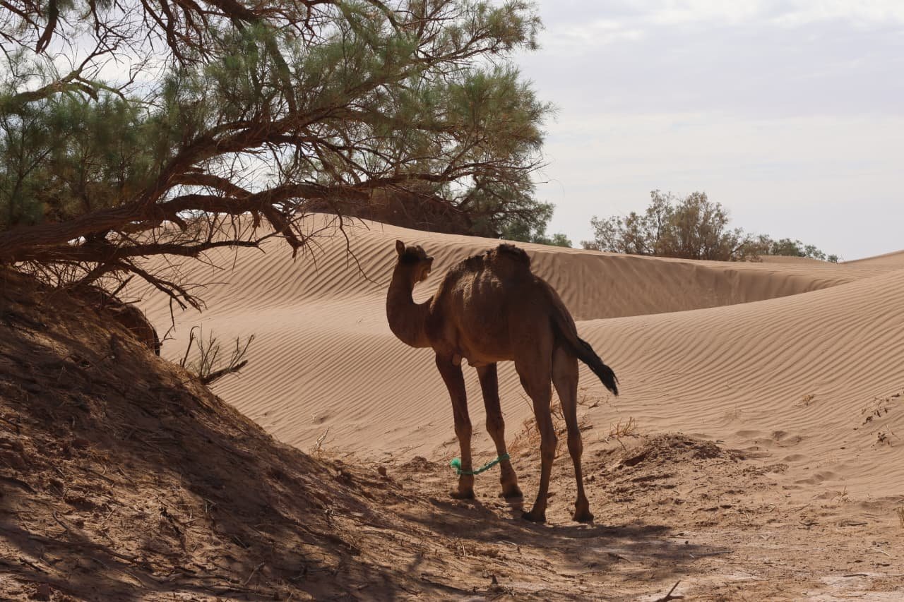 Sahara Desert Trekking Adventure