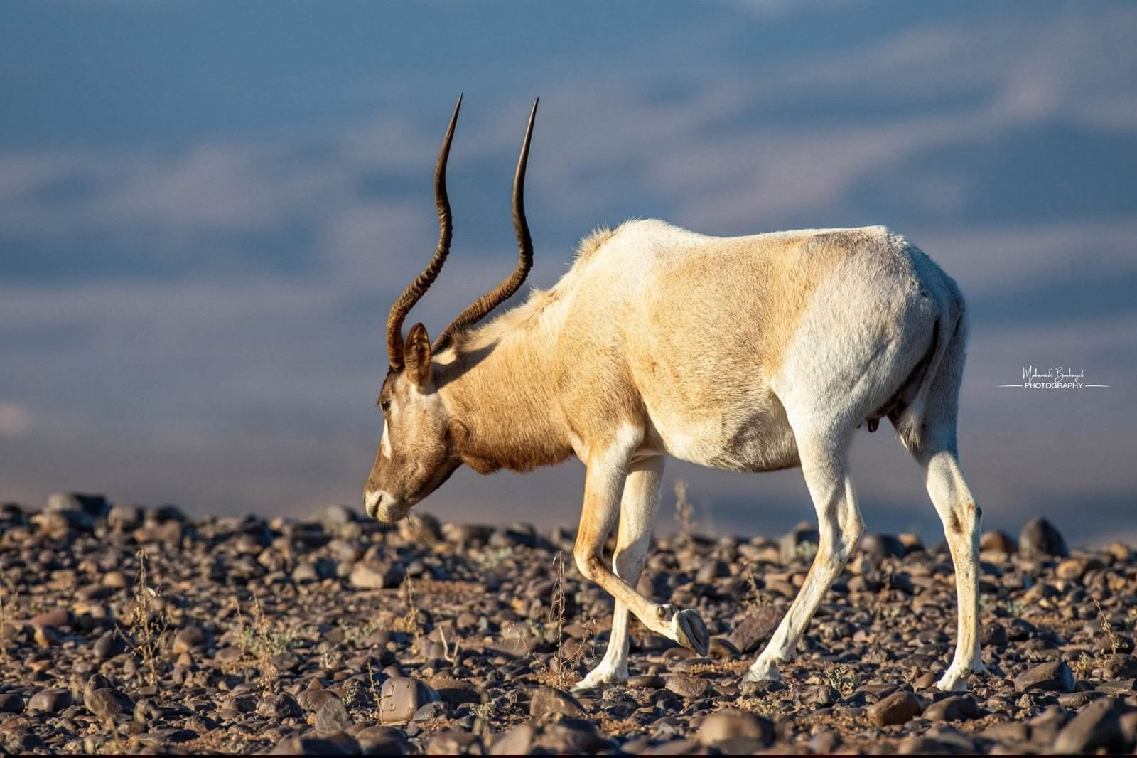 M'Hamid El Ghizlane Animal Visit - Desert Wildlife Experience